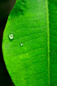 Water Drop On Green Leaf Royalty Free Stock Photos Water Drop On Green Leaf Royalty Free Stock Photos