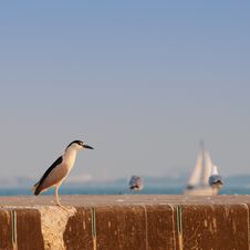 Black Crowned Night Heron (nycticorax Nycticorax) Royalty Free Stock Photography