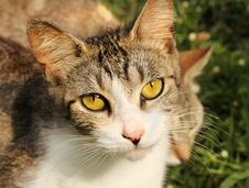 Yellow Eye Cat Royalty Free Stock Image Yellow Eye Cat Royalty Free Stock Image