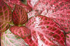 Red Wet Fresh Beautiful Leaves Close Up Stock Photos Red Wet Fresh Beautiful Leaves Close Up Stock Photos