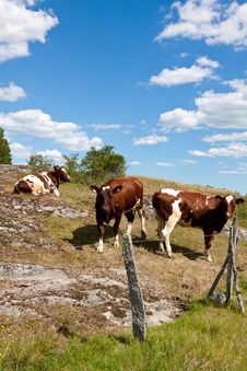 Cows Behind Fence. Royalty Free Stock Image Cows Behind Fence. Royalty Free Stock Image