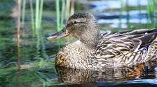 Mallard Duck Royalty Free Stock Photography