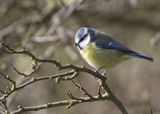 Blue Tit Royalty Free Stock Photo