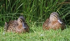 Female Mallard Ducks Royalty Free Stock Image