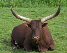 Ankole Cattle Royalty Free Stock Photo