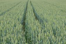 Field Of Rye Royalty Free Stock Photos Field Of Rye Royalty Free Stock Photos