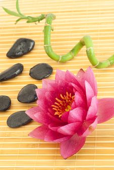 Spa Composition With Pink Water Lily Royalty Free Stock Image Spa Composition With Pink Water Lily Royalty Free Stock Image