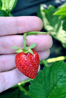 Strawberry Picking Stock Image