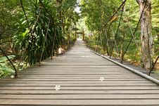 Rope Walkway Through The Treetops Stock Image Rope Walkway Through The Treetops Stock Image