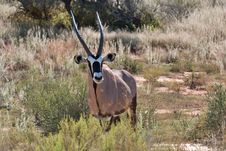 Gemsbok In Kalahari Stock Image