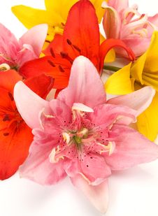 Color Lilies Stock Image Color Lilies Stock Image