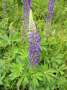 Lupine Blossom Stock Images