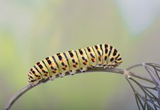 Old World Swallowtail Caterpillar On Dill Royalty Free Stock Image