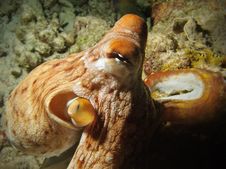 Octopus Closeup View Royalty Free Stock Photo Octopus Closeup View Royalty Free Stock Photo
