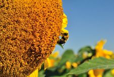 Sunflower And Bumble Bee Royalty Free Stock Photos Sunflower And Bumble Bee Royalty Free Stock Photos