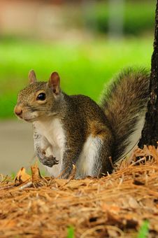 An Eastern Grey Squirrel Royalty Free Stock Photo An Eastern Grey Squirrel Royalty Free Stock Photo