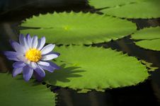 Water Lily And Leaves Stock Image