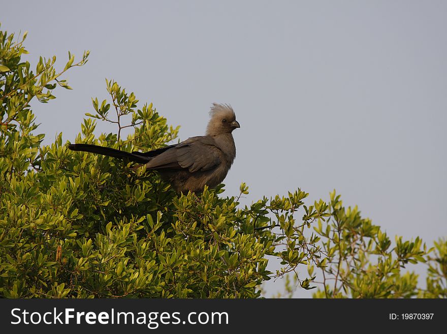 Grey go away bird lourie, perched in a tree. Grey go away bird lourie, perched in a tree