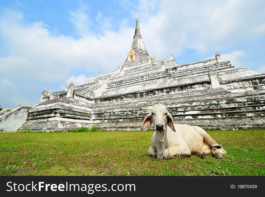 A cow laying on a grass field in front of pagoda of Wat Phukhaothong temple with blue lightly cloud sky background. Ayuthaya, Thailand. A cow laying on a grass field in front of pagoda of Wat Phukhaothong temple with blue lightly cloud sky background. Ayuthaya, Thailand.
