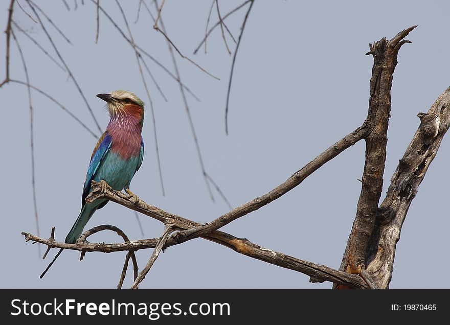 Lilac Breasted Roller perched on a dead Acacia tree, Africa. Lilac Breasted Roller perched on a dead Acacia tree, Africa