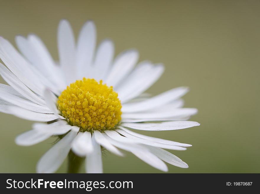 Bellis Perennis