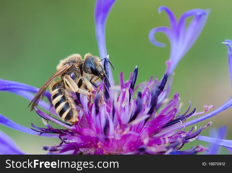 A yellow worker bee on a cornflower. A yellow worker bee on a cornflower
