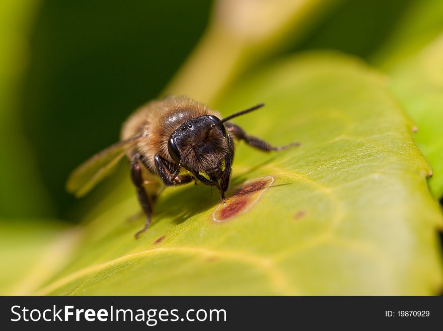 A worker bee making a break on a leaf. A worker bee making a break on a leaf