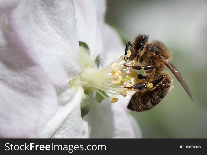 This is a worker bee taking pollen on a apple tree. This is a worker bee taking pollen on a apple tree