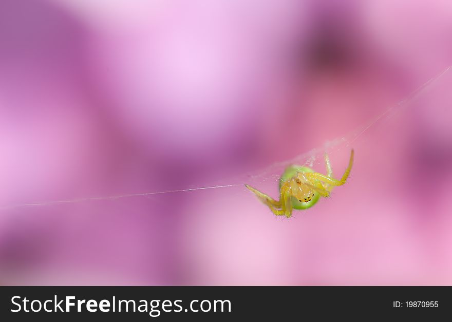 This is a small spider on a beyond a purple and magenta flower