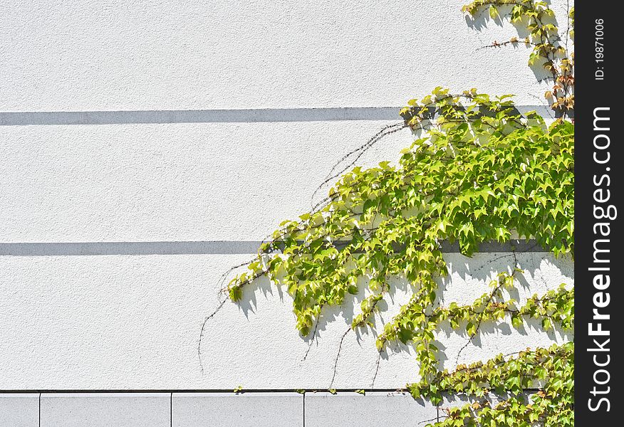 Green loach grows on the gray concrete wall