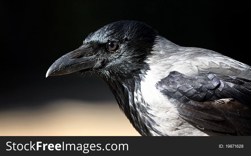 A sharp portrait of a Hooded Crow