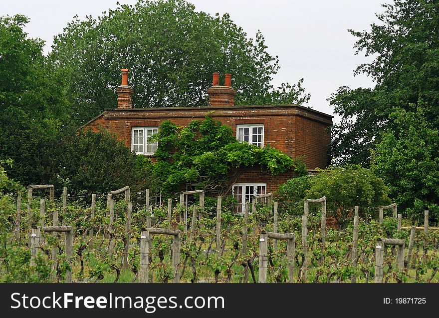 Ickworth House Vineyard