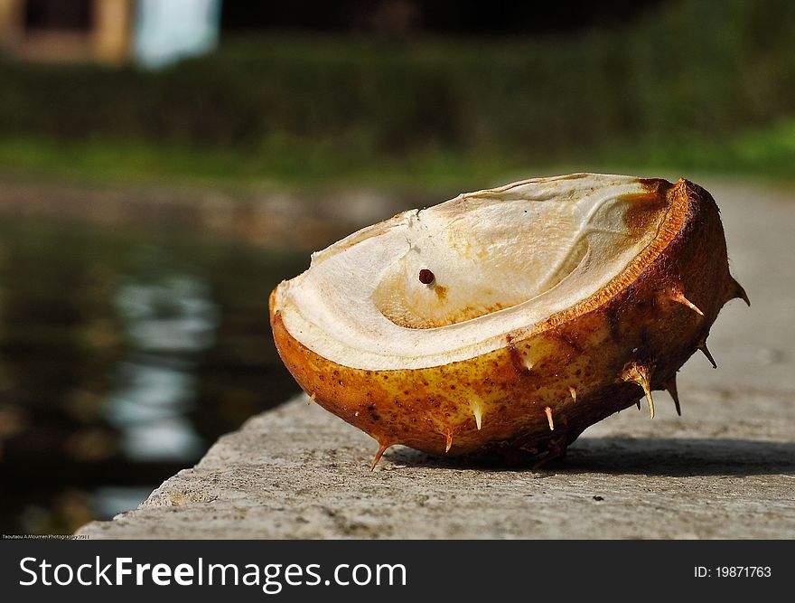 Close up of integument of horse chestnut fruit. Close up of integument of horse chestnut fruit