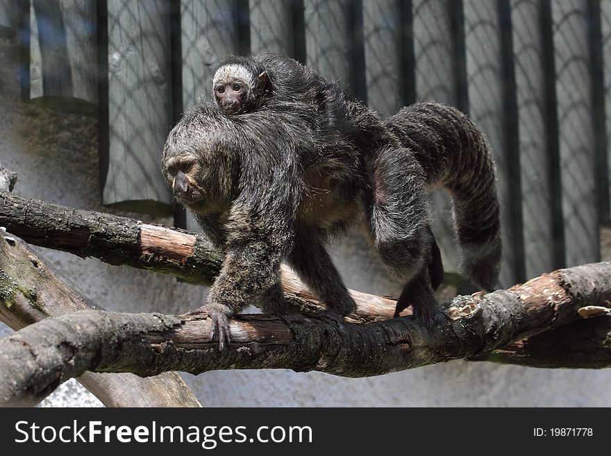 The adult black-mantled tamarin bearing its juvenile on its back.