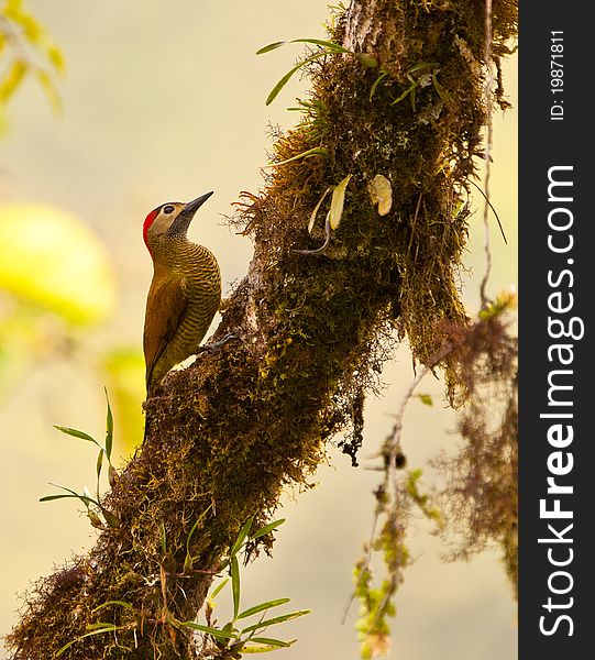 A Golden-Olive Woodpecker (Colaptes rubiginosus) climbs on the trunk of a tree completely covered with epiphytes and mosses.