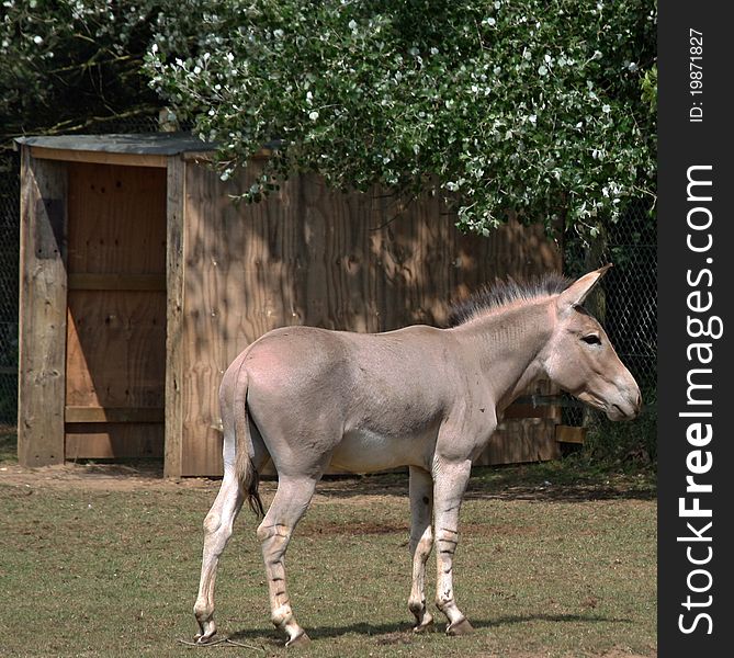 Somali Wild Ass animal in field. Somali Wild Ass animal in field