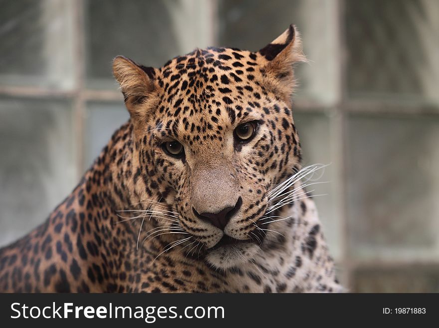 The detail of upper body of Sri lankan leapard. The detail of upper body of Sri lankan leapard.