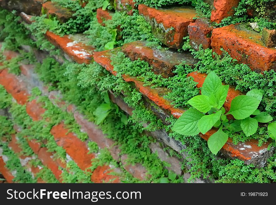 Young plants in old brick wall