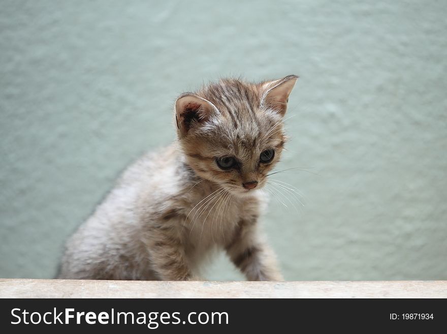 The juvenile of GordonÂ´s wildcat (felis silvestris gordoni)