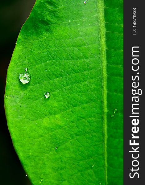 Water drop on fresh green leaf. Water drop on fresh green leaf