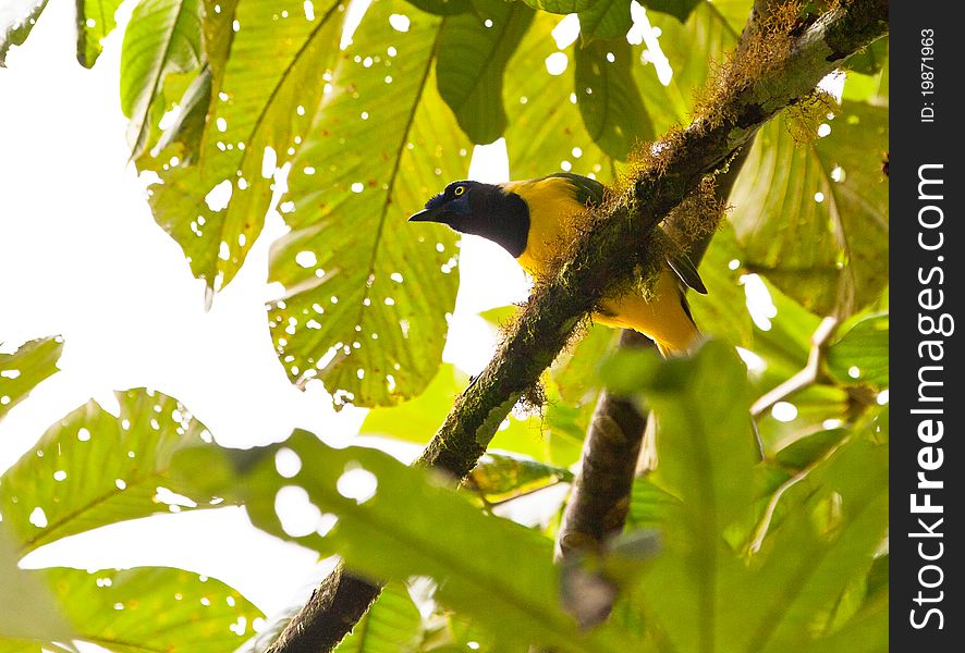 The Green Jay (Cyanocorax yncas) is a beautiful and exotic bird of the peruvian jungle. The Green Jay (Cyanocorax yncas) is a beautiful and exotic bird of the peruvian jungle.