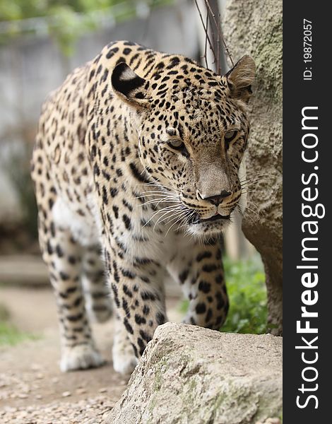 Persian Leopard