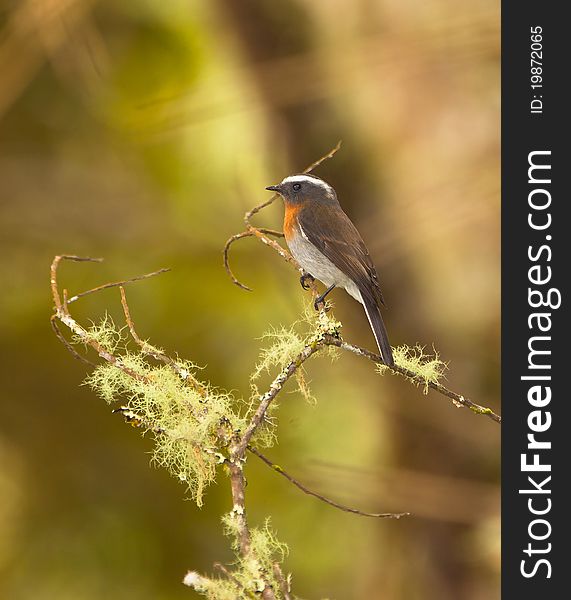 This Rufous-breasted Chat-Tyrant (Ochthoeca rufipectoralis) sits on a branch covered with the typical lichen of itÂ´s native moist cloud forest. This Rufous-breasted Chat-Tyrant (Ochthoeca rufipectoralis) sits on a branch covered with the typical lichen of itÂ´s native moist cloud forest.