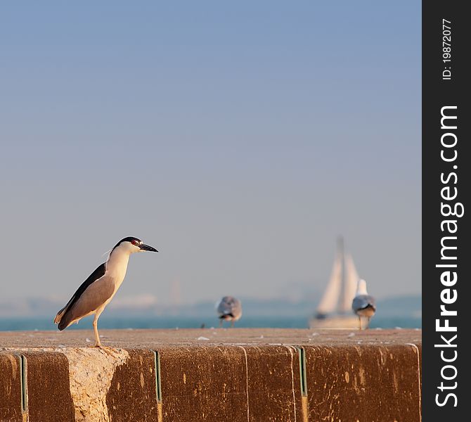 Black Crowned Night Heron (nycticorax Nycticorax)