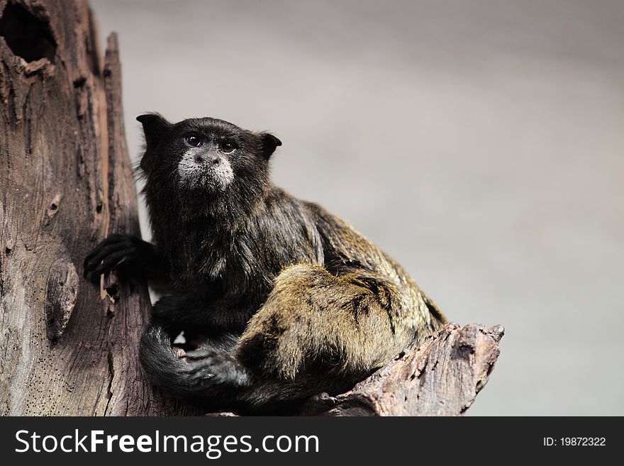 The Wied's marmoset sitting on the branch.