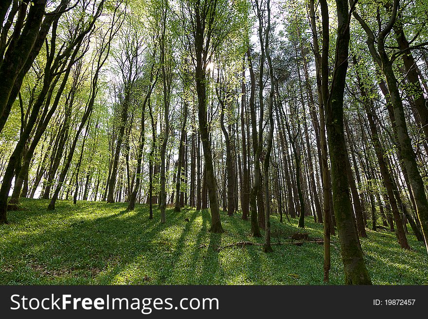 A backlit forest scene with the trees casting shadows on the grass. A backlit forest scene with the trees casting shadows on the grass.