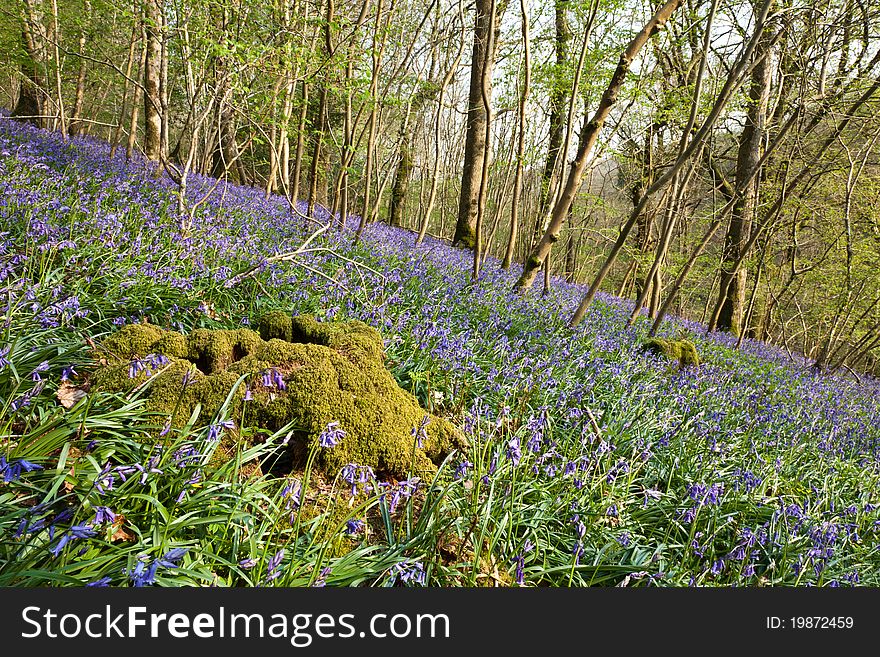 Mossy Tree Stump In The Bluebells