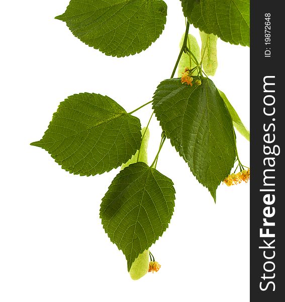 Flowers of linden-tree on a white background