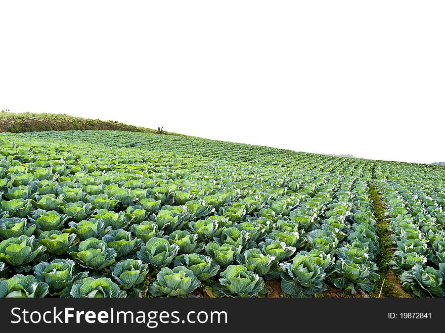 Big Cabbage farm on the mountain ,Thailand Asia