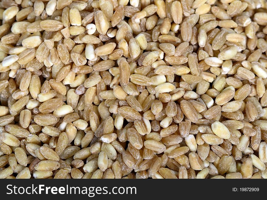 Germinated wheat grains as background. Germinated wheat grains as background